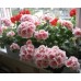 Пеларгония Pelargonium Salmon Queen